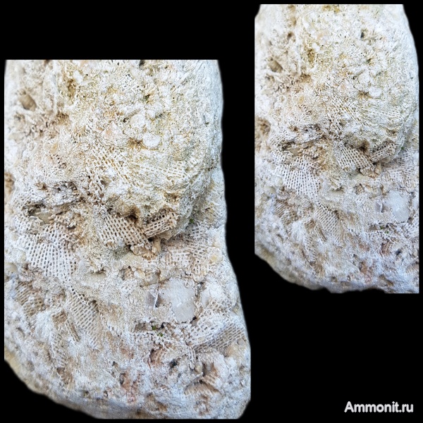 карбон, мшанки, каменноугольный период, Polypora