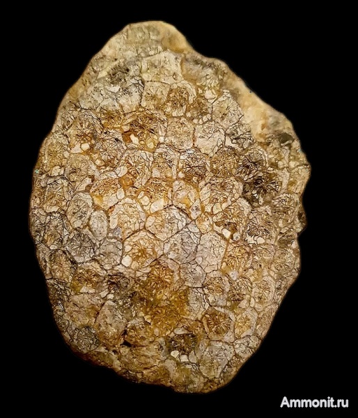 карбон, кораллы, каменноугольный период, Petalaxis, Petalaxis donbassicus