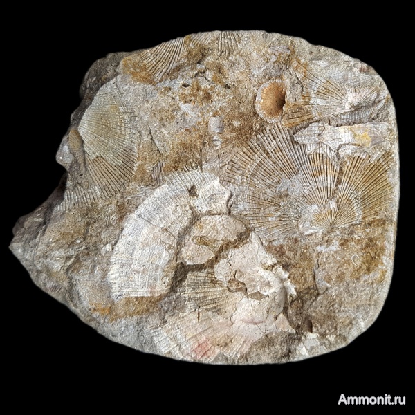 брахиоподы, карбон, каменноугольный период, Orthotetida