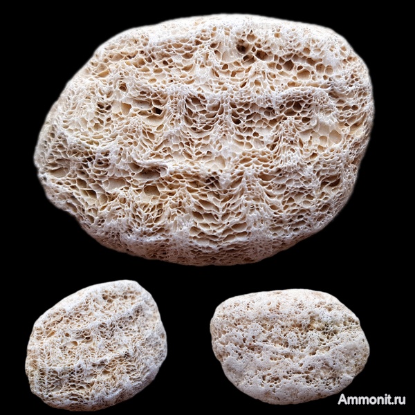 карбон, кораллы, каменноугольный период, Ivanovia