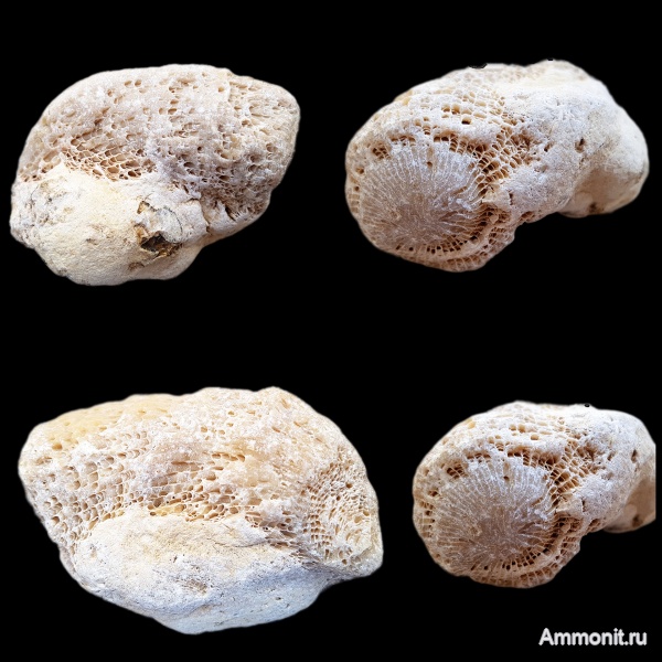 карбон, кораллы, каменноугольный период, ругозы