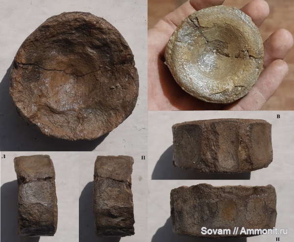 юра, водные рептилии, ихтиозавры, Якутия, позвонки, Ichthyosauria, ichthyosaur, позвонки ихтиозавров, ichthyosaur vertebra, Табага