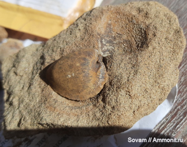 юра, двустворчатые моллюски, Якутия, ядра, тригонии, ядро, Табага, myophoria, миофории, trigoniida