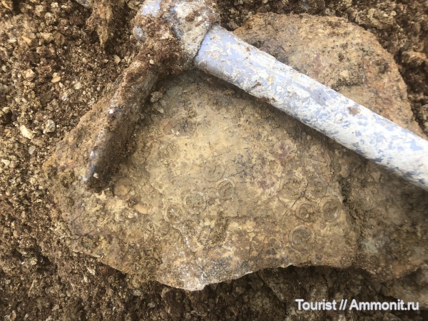 иглокожие, девон, Edrioasteroidea, Lepidodiscus, Lepidodiscus ephraemovianus