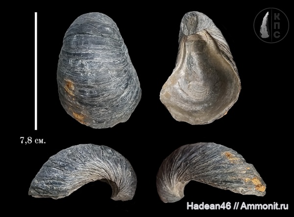 юрский период, двустворчатые моллюски, Gryphaea, Gryphaea dilatata, Gryphaeidae, Орёл, КПС, Голубые озёра