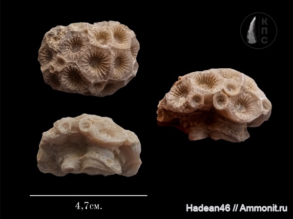 девон, кораллы, франский ярус, Donia russiensis, Disphillia russiensis, Орловская область, КПС