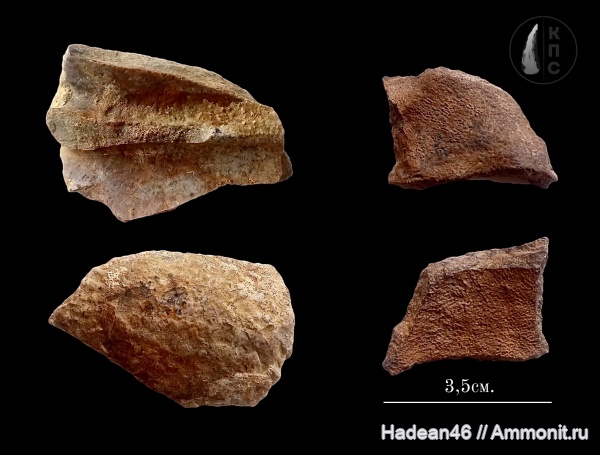 девон, рыбы, плакодермы, Placodermi, Орловская область, КПС