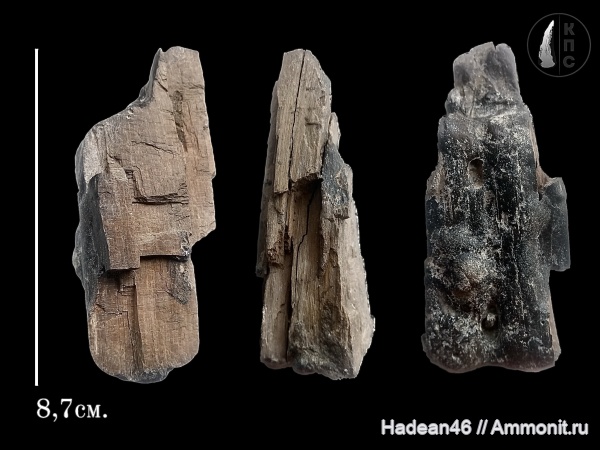 окаменевшее дерево, сеноман, Курская область, КПС, Анахино