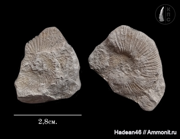 аммониты, берриас, Крым, Ammonites, Pseudosubplanites, Pseudosubplanites subrichteri, КПС