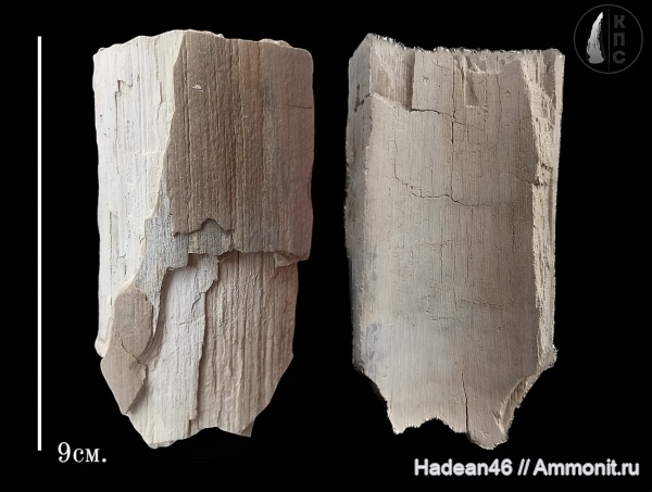 мамонты, млекопитающие, кайнозой, четвертичный период, Курская область, КПС