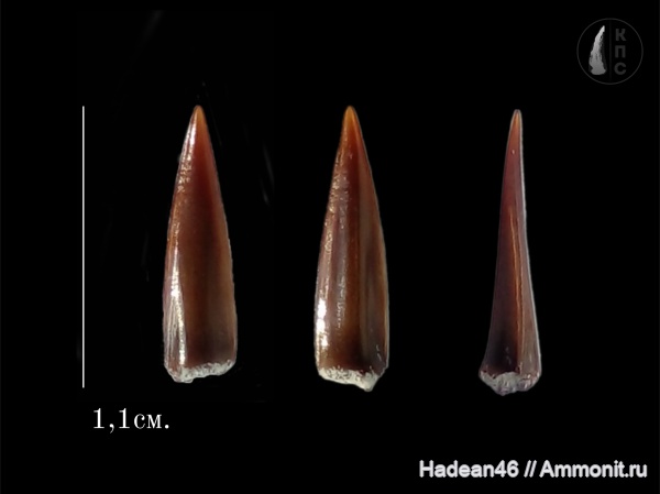 зубы, кампан, сантон, Enchodus, Курская область, КПС