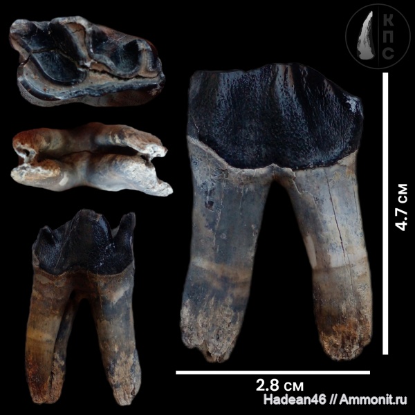 зубы, плейстоцен, шерстистые носороги, мамонтовая фауна, носороги, кайнозой, четвертичный период, зубы млекопитающих, КПС