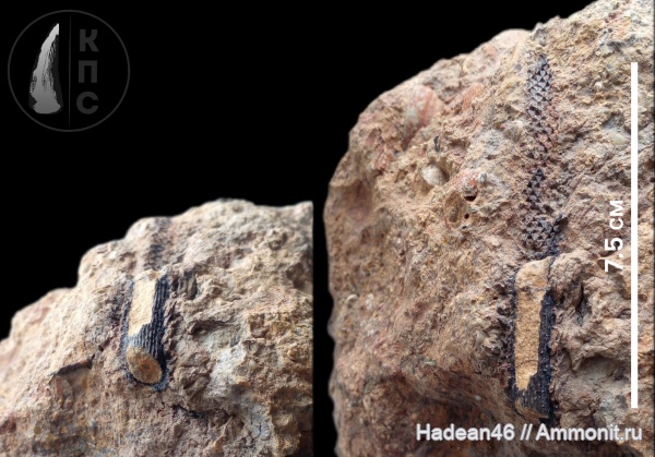 споровые, плауновидные, Курская область, михайловский гок, Cyclostigma, КПС