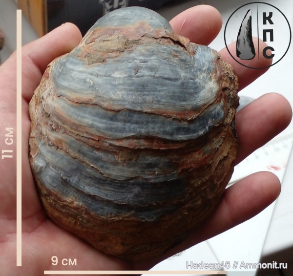 Gryphaea, Gryphaea dilatata, Gryphaeidae, Курская область, михайловский гок, КПС