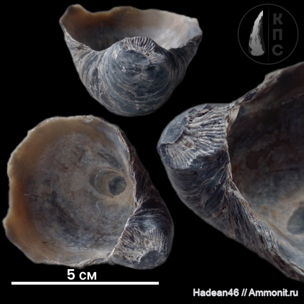 аммониты, Gryphaea, Gryphaea dilatata, Gryphaeidae, Курская область, Toricellites, михайловский гок, ксеноморфизм, КПС, koenigi, Toricellites ex gr. aproxymatus