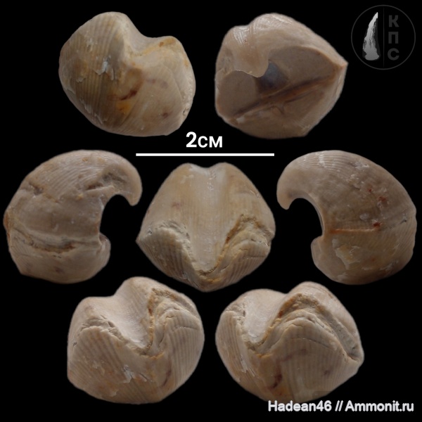 брахиоподы, девон, фаменский ярус, Липецкая область, Wenjukovispirifer, Wenjukovispirifer brodi, КПС