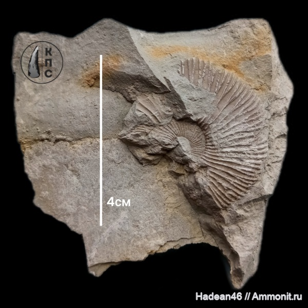 аммониты, берриас, Крым, Ammonites, Pseudosubplanites, Pseudosubplanites subrichteri, КПС