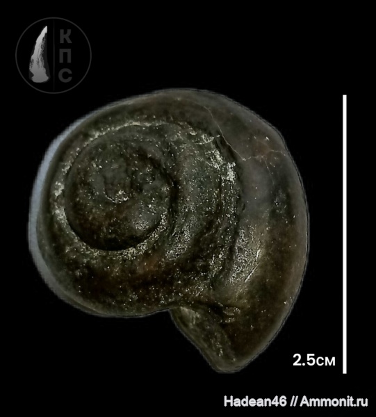 брюхоногие моллюски, альб, сеноман, Курская область, курск, КПС, р. Тускарь