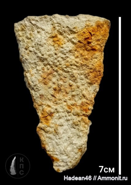 губки, турон, сантон, Курская область, КПС