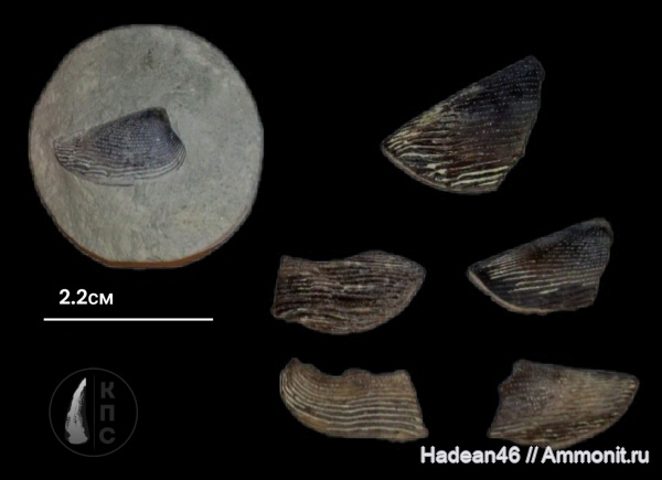 аммониты, берриас, Крым, аптихи, Ammonites, КПС