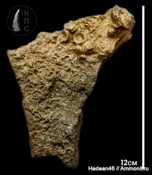 девон, кораллы, Липецкая область, франский ярус, Donia russiensis, Disphillia russiensis, Syringopora sp, КПС