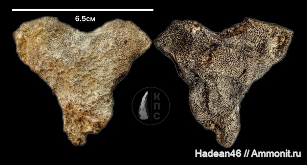 девон, кораллы, Aulopora, франский ярус, Воронежская область, Alveolites, КПС