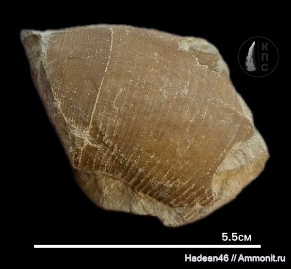 аммониты, берриас, Крым, Ammonites, Lytoceras, Lytoceratidae, КПС