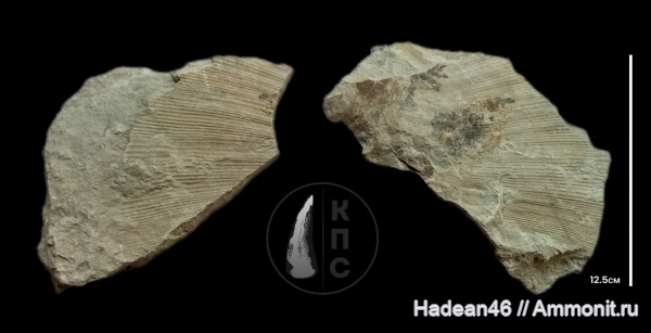 мергель, берриас, Крым, КПС