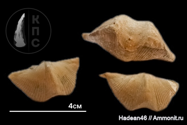 брахиоподы, девон, Cyrtospirifer rudkinensis, франский ярус, Воронежская область, КПС