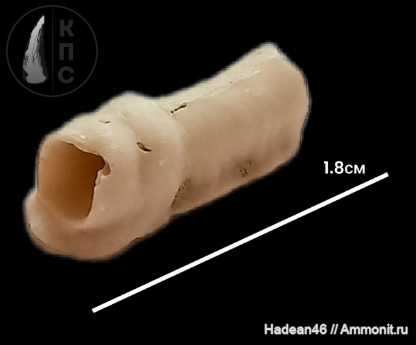 Serpulidae, турон, Курская область, КПС