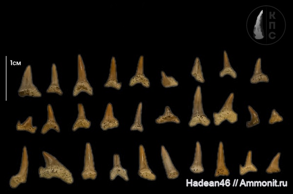 Рязанская область, Eostriatolamia, сеноман, Synechodus, Archaeolamna, Шацк, Малый Пролом, КПС