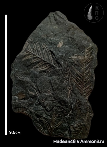 карбон, Alethopteris, Ростовская область, шахты, КПС