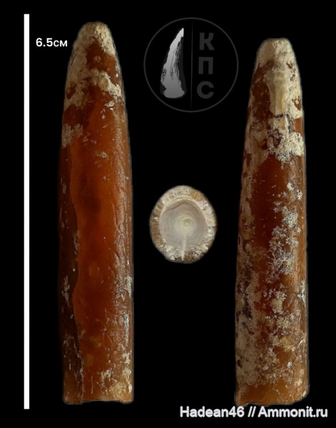 белемниты, меловой период, Курская область, КПС