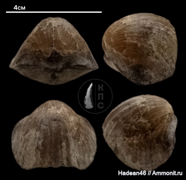брахиоподы, девон, франский ярус, Воронежская область, Tomestenoporhynchus rudkini, КПС