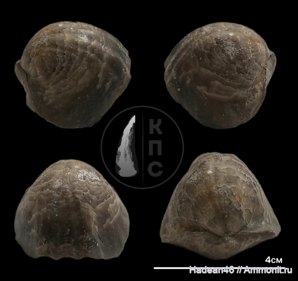 брахиоподы, девон, франский ярус, Воронежская область, Tomestenoporhynchus rudkini, КПС