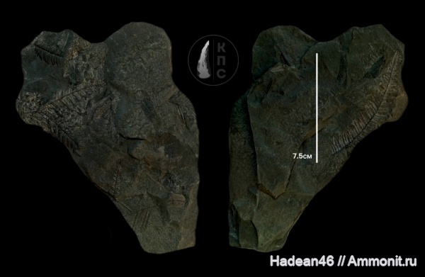 карбон, Ростовская область, Pecopteris, шахты, КПС