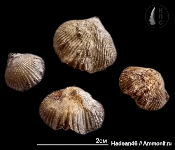 брахиоподы, девон, фаменский ярус, Воронежская область, КПС