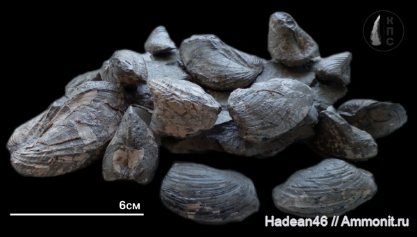 двустворчатые моллюски, Pleuromya, Pholadomya, Курская область, михайловский гок, КПС