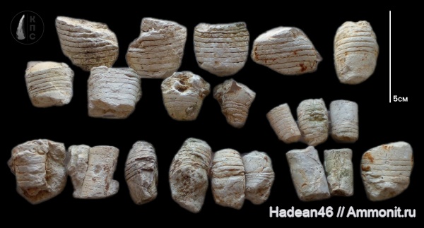 ортоцерасы, наутилоидеи, прямораковинные головоногие, фаменский ярус, Липецкая область, Orthocerida, Actinocerida, Discosorida, КПС