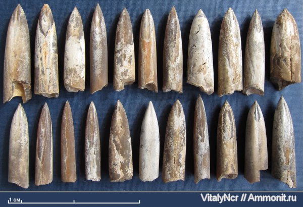 Pachyteuthis, Simobelus, Simobelus russiensis, Simobelus praecorpulentus, Pachyteuthis mosquensis