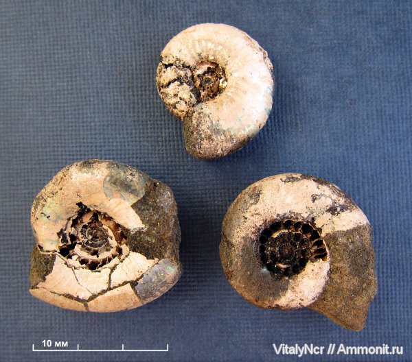 Kachpurites, Kachpurites fulgens, Craspedites, Volgian