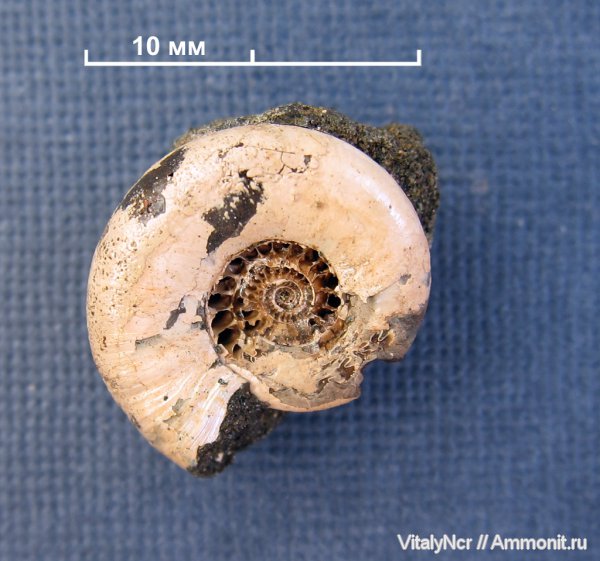 Kachpurites, Kachpurites fulgens, Volgian