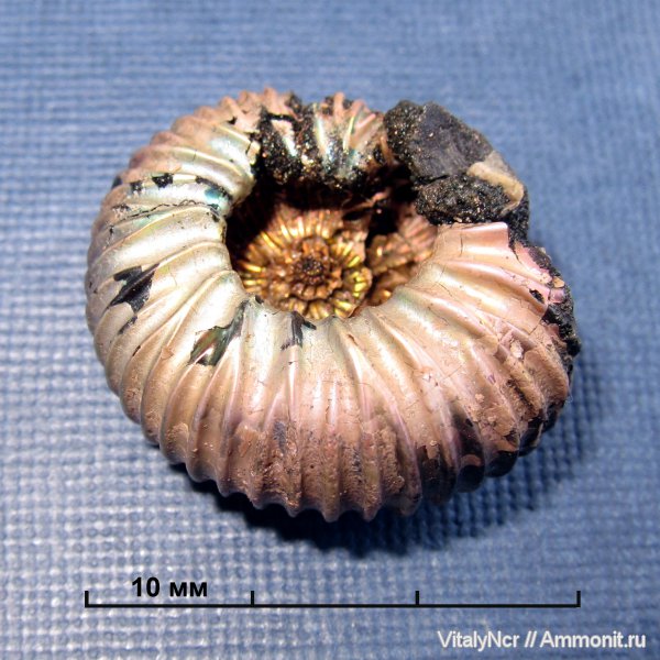 Lomonossovella, Dorsoplanitidae, Dorsoplanitinae