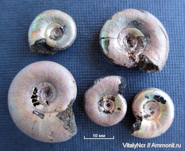 Kachpurites, Kachpurites fulgens, Volgian