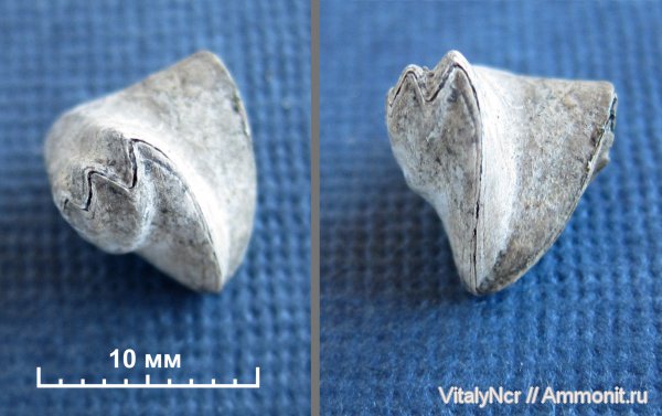 Rhynchonella, Rhynchonella loxiae, Rhynchonellida