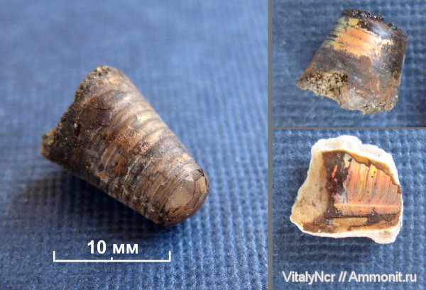 фрагмоконы, phragmocones