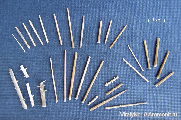 морские ежи, иглокожие, иглы