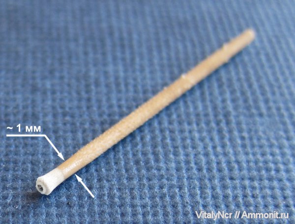 морские ежи, иглокожие, иглы