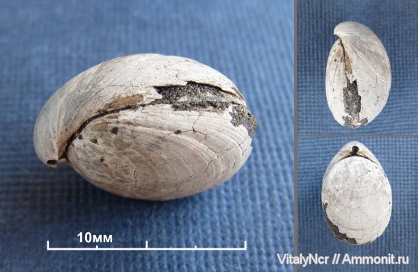 Russiella, Terebratulida