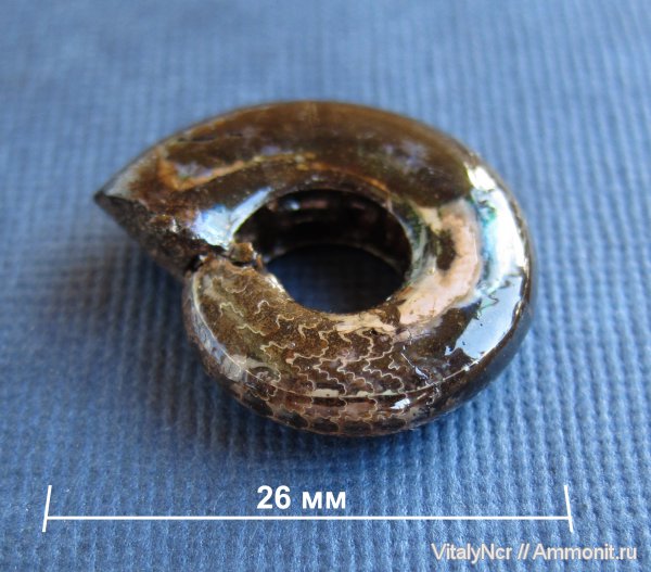 Kachpurites, лопастные линии, Volgian